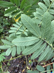 Senna multiglandulosa
