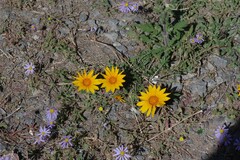 Gazania