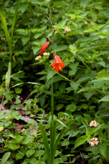 Gladiolus decoratus image
