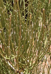 Ephedra