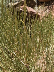 Ephedra