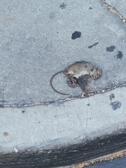 Rattus rattus
