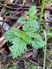 Urtica incisa