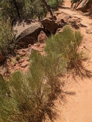 Ephedra