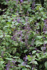 Coleus
