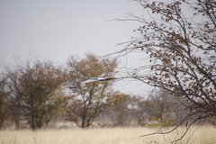 Melierax canorus argentior