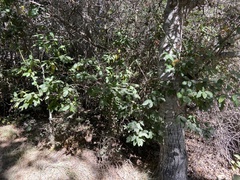 Frangula californica