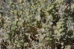 Atriplex lindleyi inflata