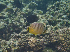 Chaetodon lunulatus