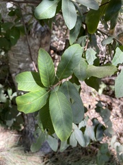 Frangula californica