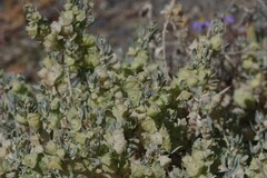 Atriplex lindleyi inflata