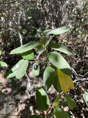 Frangula californica