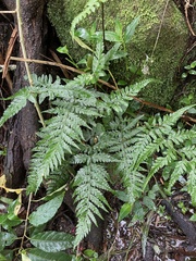 Parapolystichum acuminatum