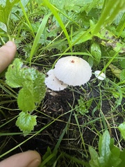 Psathyrella longipes