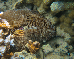 Lobactis scutaria