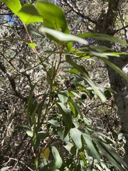 Frangula californica