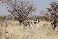 Colophospermum mopane image