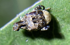 Penthobruchus germaini