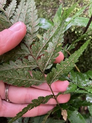 Parapolystichum acuminatum