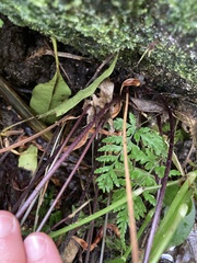 Parapolystichum acuminatum