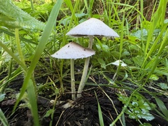 Psathyrella longipes