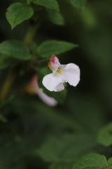 Impatiens