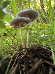 Psathyrella longipes