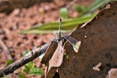 Diplacodes trivialis