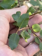 Rhamnus ilicifolia