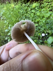 Psathyrella longipes