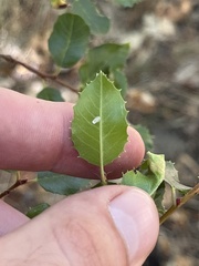 Rhamnus ilicifolia