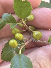 Rhamnus ilicifolia