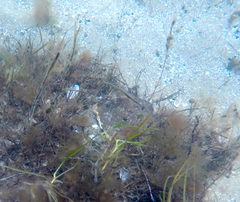Stigmatopora nigra