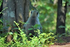 Semnopithecus entellus