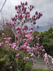Magnolia liliiflora
