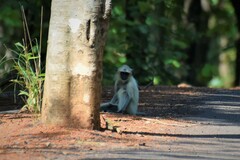 Semnopithecus entellus