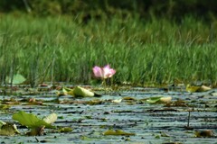 Nelumbo nucifera