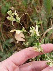 Lathyrus tuberosus