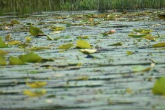 Nelumbo nucifera