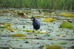 Porphyrio poliocephalus