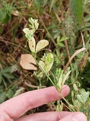 Lathyrus tuberosus
