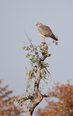Melierax canorus argentior