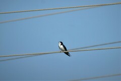 Hirundo smithii