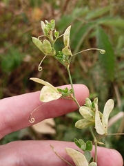 Lathyrus tuberosus