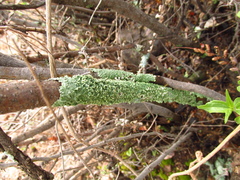 Flavopunctelia flaventior