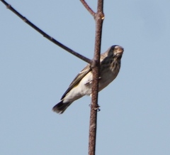 Crithagra atrogularis semideserti