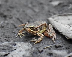 Rana cascadae