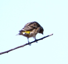 Crithagra atrogularis semideserti