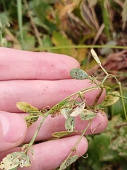 Lathyrus tuberosus