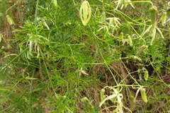 Clematis leptophylla